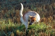 09.Mausejagd