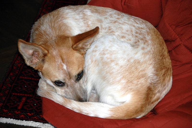 03.Kringel